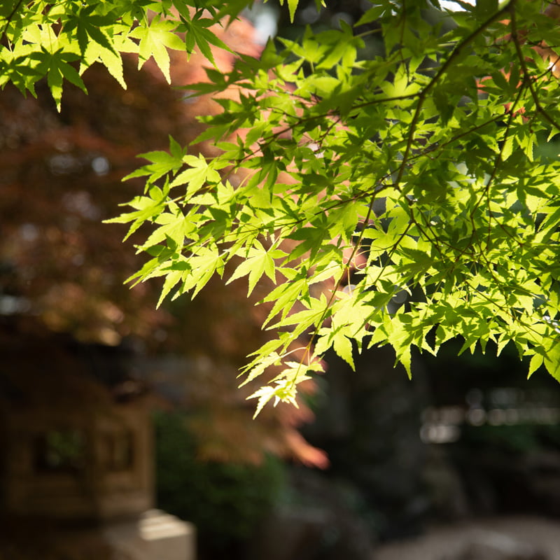 丹徳庭園ウエディング